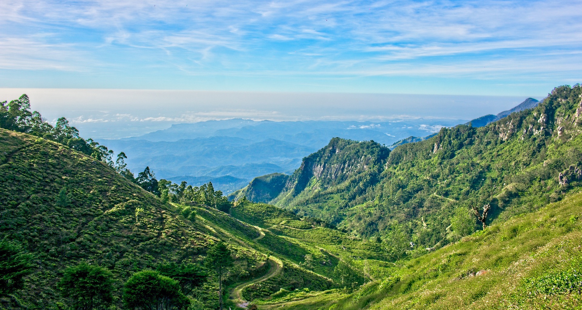 Tea field high in the mountains