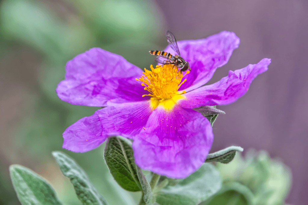 Cistus Incanus sieht nicht nur schön aus, sondern lässt sich auch zu einem leckeren und gesunden Tee verarbeiten