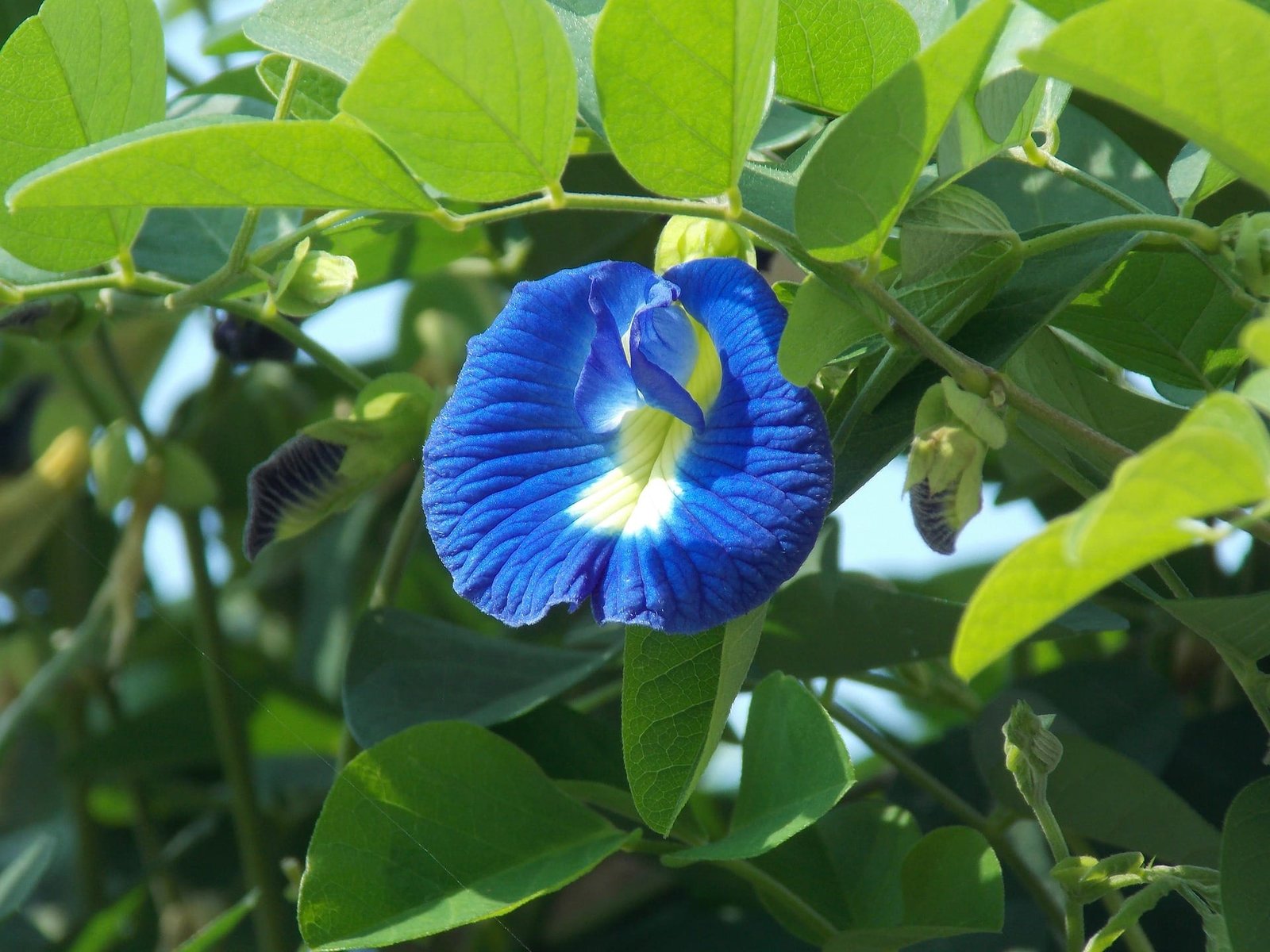 Trend-Getränk Blauer Tee: Zubereitung und Wirkung des Butterfly Pea Tea