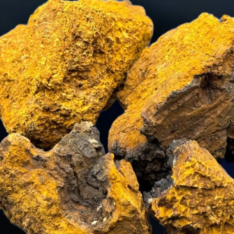 Chaga pilz stücke