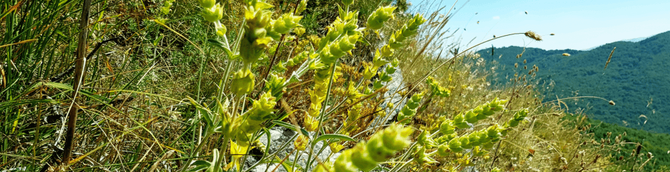 Greek mountain tea sideritis scardica